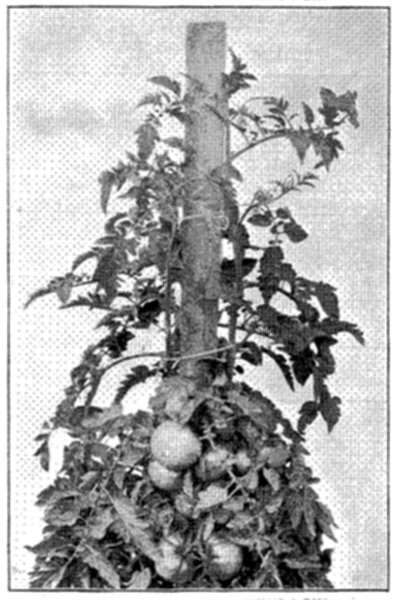 FIG. 32&mdash;STONE, AND CHARACTERISTIC FOLIAGE