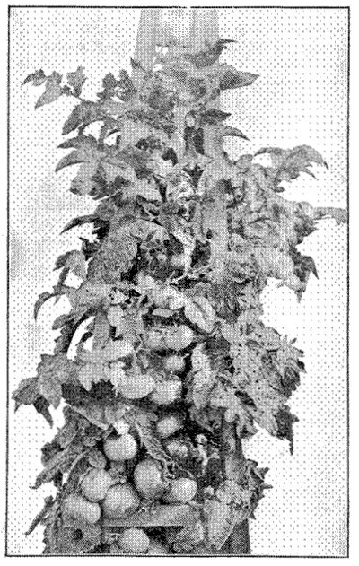 FIG. 34&mdash;DWARF CHAMPION. NOTE CHARACTER OF FOLIAGE