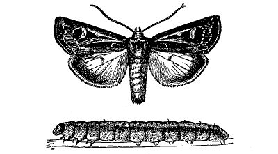 FIG. 35&mdash;CUTWORM AND PARENT MOTH (Feltia subgothica)
(From Chittenden, U. S. Department of Agriculture)