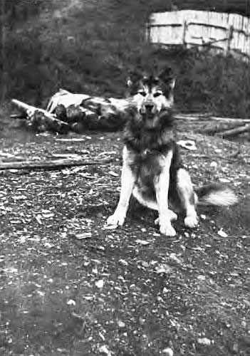 HUSKY DOG&mdash;RAMPART HOUSE