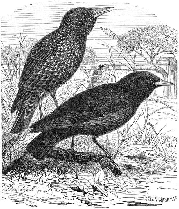 1) Spreeuw (Sturnus vulgarus). 2) E&eacute;nkleurige Spreeuw (Sturnus unicolor). &frac12; v. d. ware grootte.