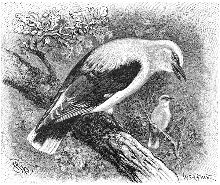 Wielewaal (Oriolus galbula). &frac12; v. d. ware grootte.