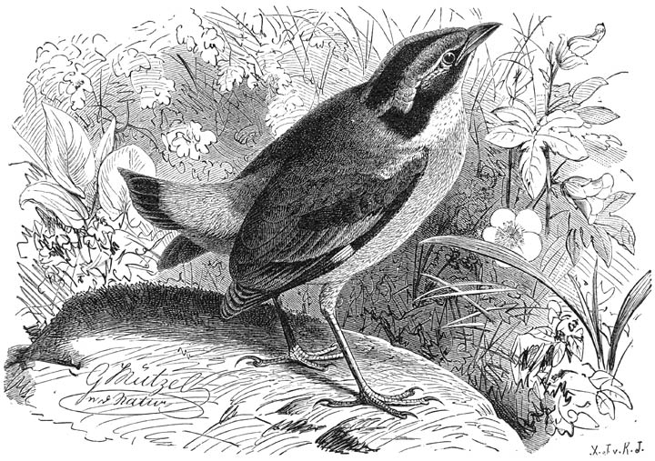 Negenkleurige Pitta (Coloburis bengalensis). &frac12; v. d. ware grootte.