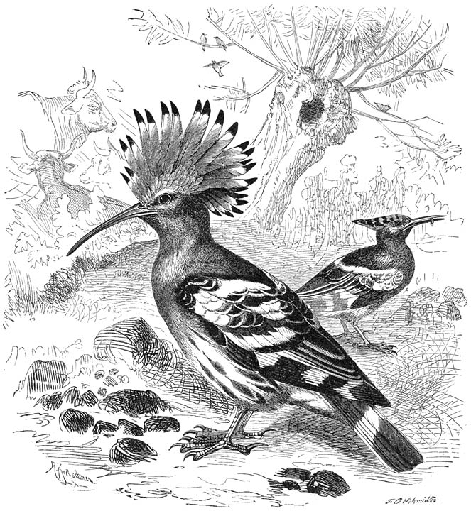 Hop (Upupa epops). &frac12; v. d. ware grootte.