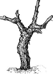 Fig. 31. Four-year-old vine pruned for vase-formed
head.