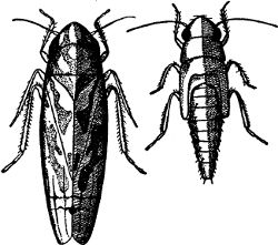 Fig. 42. The fifth and the mature stages of the grape
leaf-hopper. (Enlarged.)