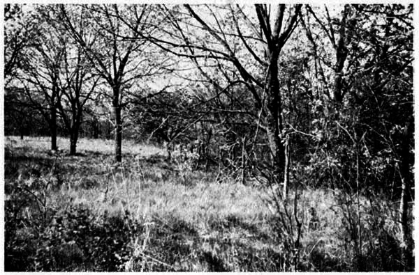 Condition of vegetation along woodland
border northeast of Reservation headquarters on December 3, 1954.