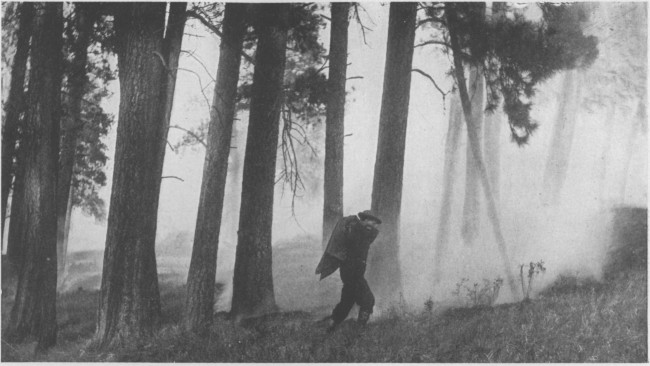The forest-ranger in action, fighting a ground fire with
his saddle blanket in one of the National Forests of the West