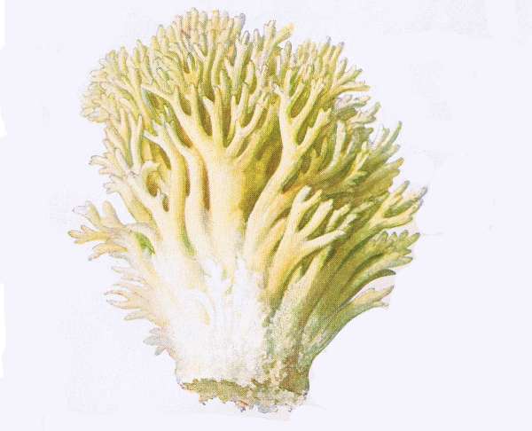 6. Gelber Ziegenbart. E&szlig;bar.