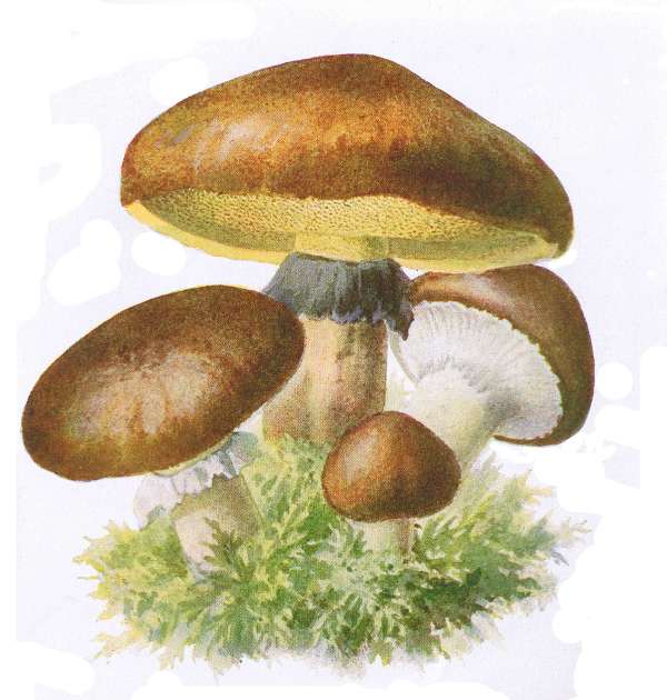 17. Butter-R&ouml;hrling. Ringpilz. E&szlig;bar.