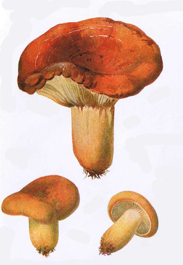 25. Birnen-Milchling. Br&auml;tling, Brotpilz. E&szlig;bar.