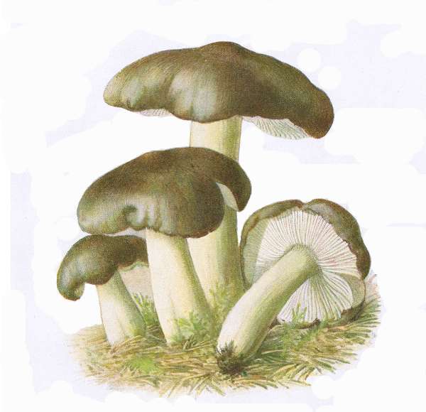 31. Grauer Ritterling. E&szlig;bar.