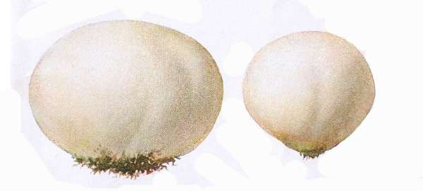 39. Schw&auml;rzlicher Bovist. Eier-Bovist. Jung e&szlig;bar.