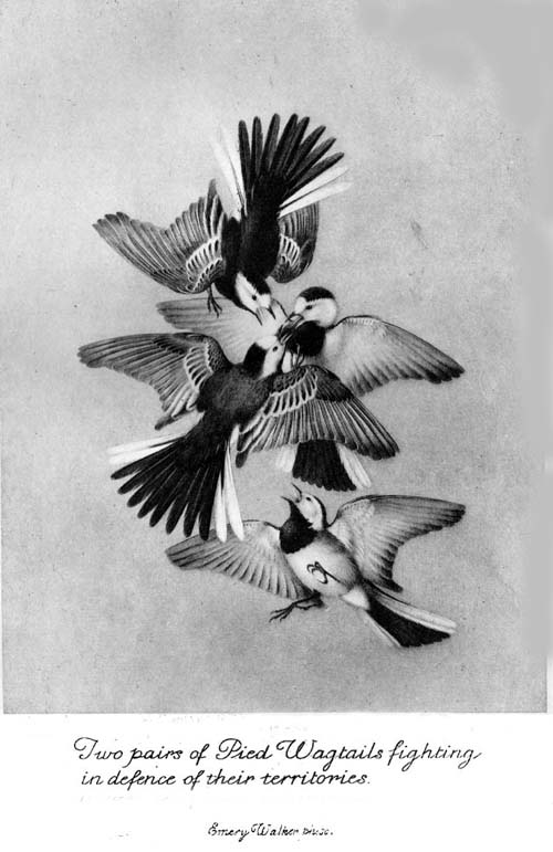 Two pairs of Pied Wagtails fighting
in defence of their territories.