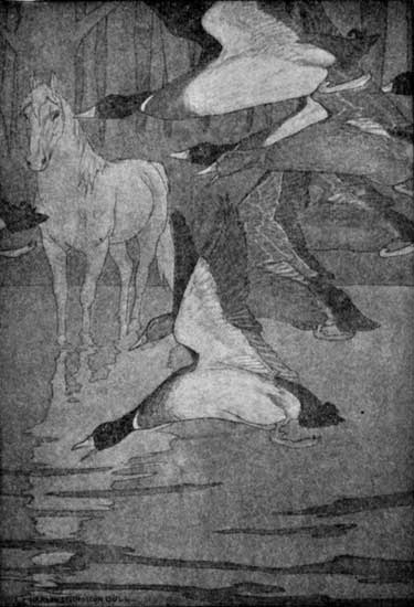 "THE SOUTHWARD JOURNEYING DUCKS, WHICH WOULD DROP WITH
LOUD QUACKING AND SPLASHING INTO THE SHALLOWS"