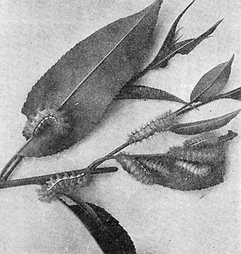 33a. Io moth larv� on willow. Photograph by M. V. S.