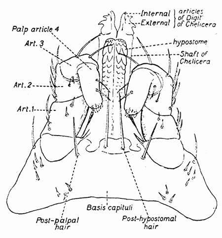 45a. Argus persicus. Capitulum of male.
After Nuttall and Warburton.