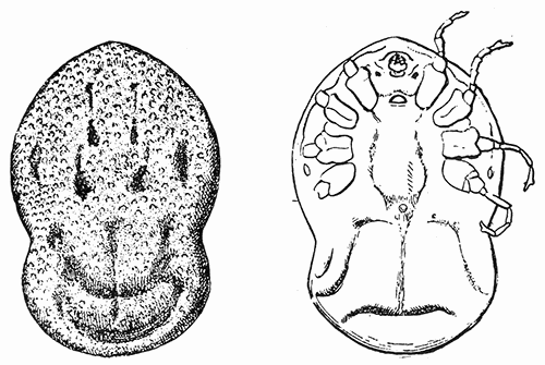 48. Otiobius (Ornithodoros) megnini, male. (a) dorsal, (b) ventral
aspect. After Nuttall and Warburton.