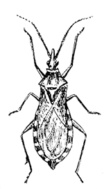 71. Conorhinus
sanguisugus.