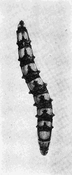 80. (b) Larva of Tabanus.
Photograph by M. V. S.