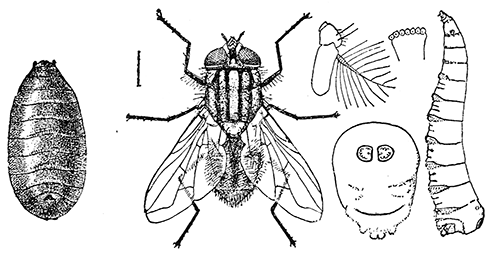 108. The house or typhoid fly (Musca domestica (�4)). After Howard.