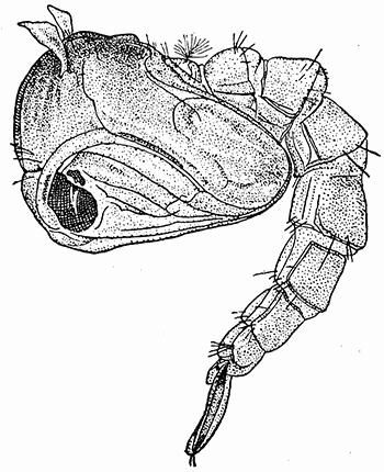 135a. A�des calopus. Pupa.
After Howard.