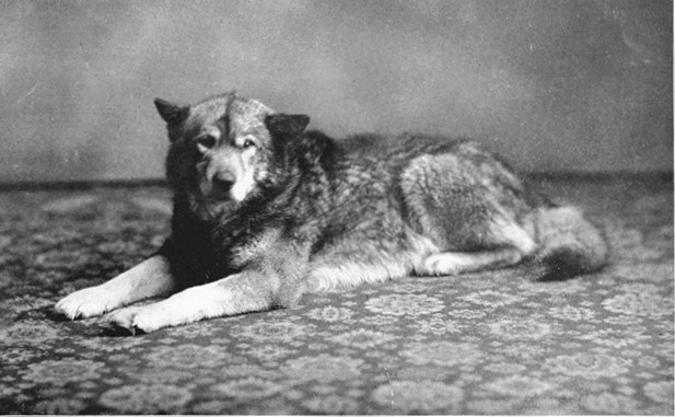 Copyright by E. A. Hegg, Juneau Courtesy of Webster &
Stevens, Seattle

"Wolf"