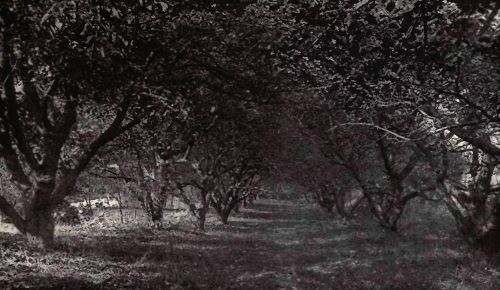 PLATE 53 The author's childhood garden, Newburgh-on-Hudson, N.&nbsp;Y.