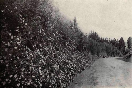 PLATE 154 "Ca&ntilde;on Crest Park," Redlands, Cal. Mrs. Daniel Smiley