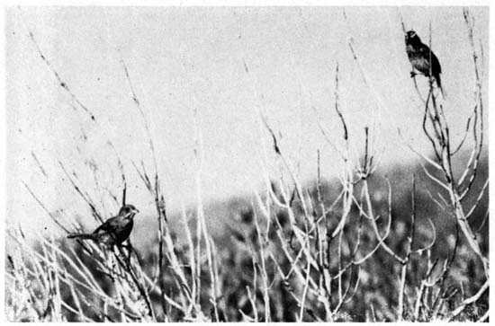 A mated, banded pair of Seaside
Sparrows.