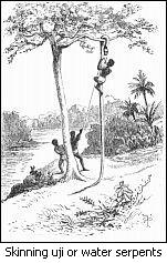 Skinning uji or water serpents
