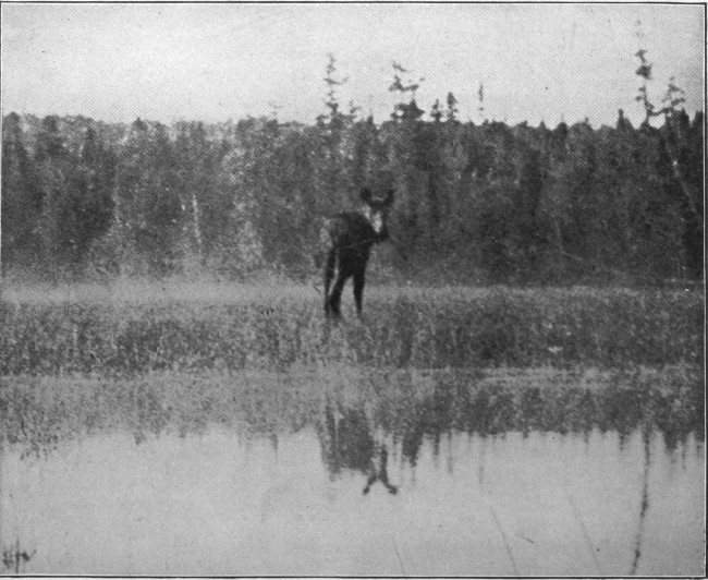 COW MOOSE ON BLACK POND.

(West Branch Waters.)

Photographed from Life.
