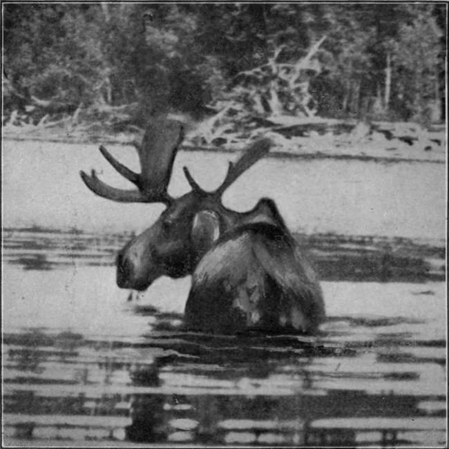 BULL MOOSE IN ALLAGASH STREAM.

(St. John Waters.)

Photographed from Life.
