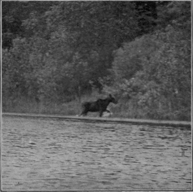 COW MOOSE ON SHORE OF ALLAGASH LAKE.

Photographed from Life.