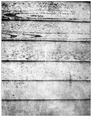 Condition of Lumber Affecting Paint