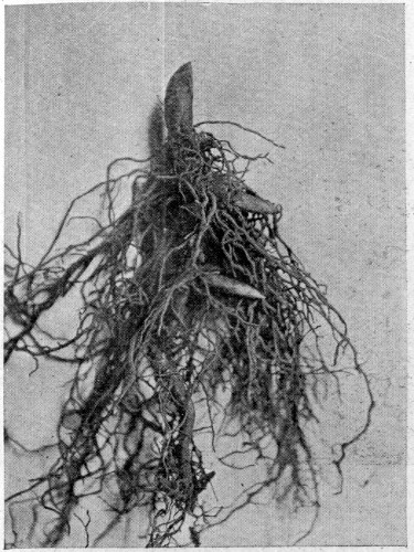 1.&mdash;A "CROWN" OF THE LILY OF THE VALLEY, SHOWING THE
UNDERGROUND STEM WITH NEXT YEAR'S BUDS.