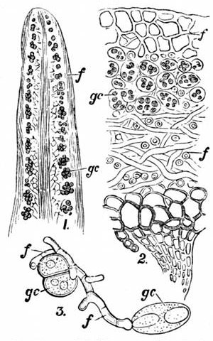 Fig. 30.

Sections of Lichens. (Sachs.)

1, Section of a hairy lichen,
Usnea barbata. 2, Section of a
leafy lichen, Sticta fuliginosa.
3, Early growth of a lichen.
gc, Green cells. f, Fungus.