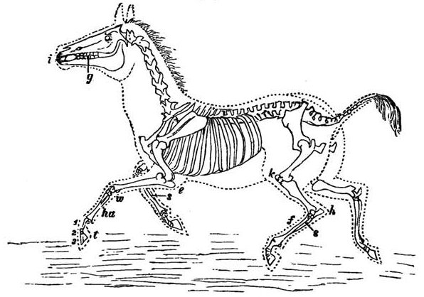 Fig. 76.

Skeleton of Horse or Ass.

i, Incisor teeth. g, Grinding teeth, with the gap between the two as in
all grass-feeders. k, Knee. h, Hock or heel. f, Foot. s, Splints or
remains of the two lost toes. e, Elbow. w, Wrist. ha, Hand-bone.
t, middle toe of three joints, 1, 2, 3 forming the hoof.