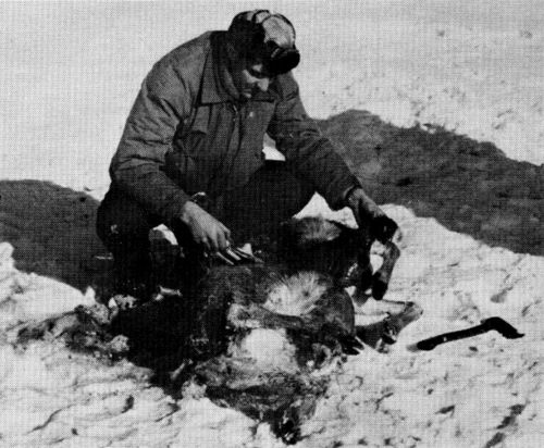 Figure 12.&mdash;When internal organs were present
in kills, they were examined in the field. (Photo
courtesy of L. D. Mech.)