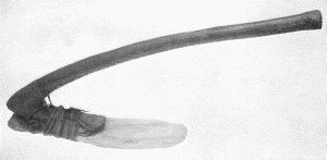 b. Agricultural implement formed of a scapula of a buffalo attached to a wooden handle. Marked
"Ree Indians. Ft. Berthold, Dacotah Ter. Drs. Gray and Matthews." Length of scapula
about 14 inches. (U.S.N.M. 6326)