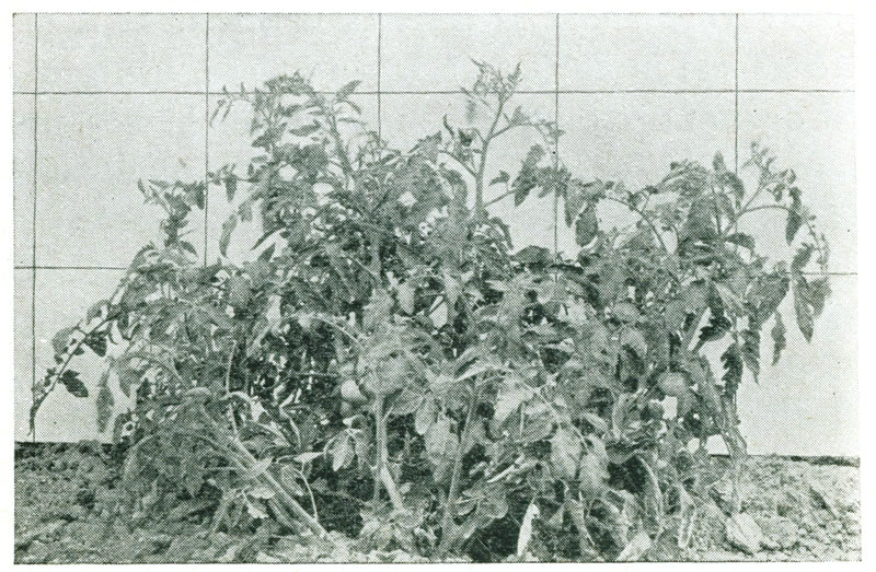 Figure 9.&mdash;Marglobe plant.