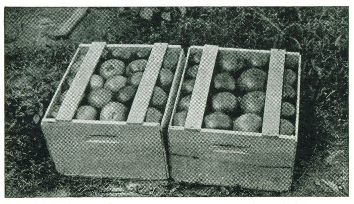 Figure 25.&mdash;The Connecticut half bushel box. Figure 19
shows how this is packed.