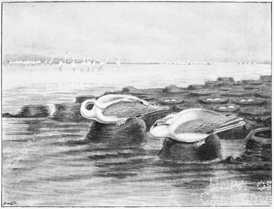 Plate XVIII.

FLAMINGOES ON THEIR NESTS.

Page 112.