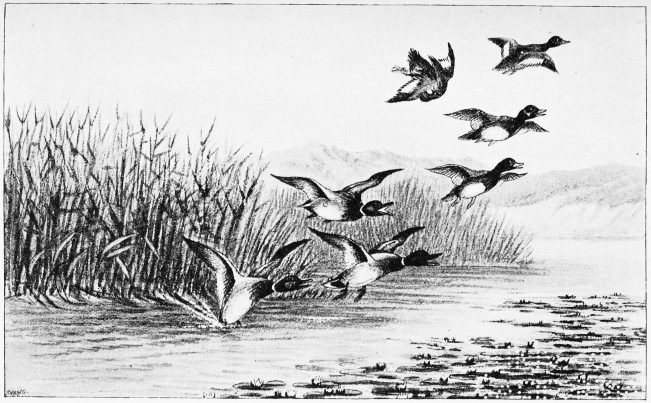 Plate XXXII.

MALLARDS AND FERRUGINOUS DUCKS&mdash;ALAMILLO.

Page 268.