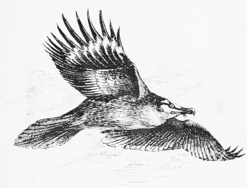 LAMMERGEYER&mdash;A FIRST IMPRESSION.