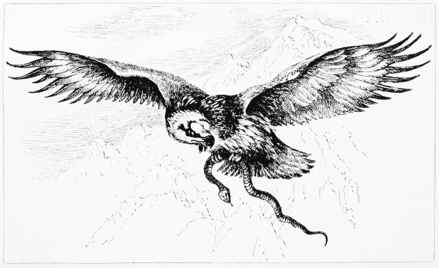 Plate XXXV.

LAMMERGEYER. A sketch from life in the Sierra Bermeja.

Page 308.