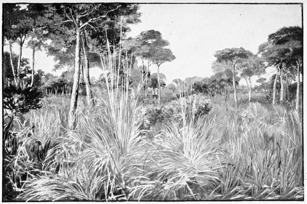 Plate XXXIX.

A SPANISH JUNGLE&mdash;THE ANGOSTURAS.

Page 348.