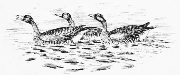 GREYLAGS&mdash;DAYBREAK.