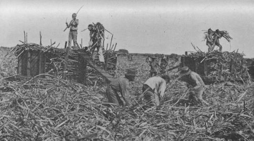 Fig. 26.&mdash;Loading Cars with Sugar Cane.