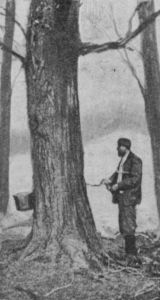 Fig. 28.&mdash;Tapping a Tree.